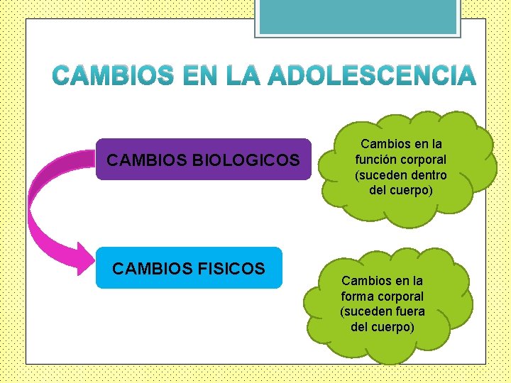 CAMBIOS EN LA ADOLESCENCIA CAMBIOS BIOLOGICOS CAMBIOS FISICOS Cambios en la función corporal (suceden