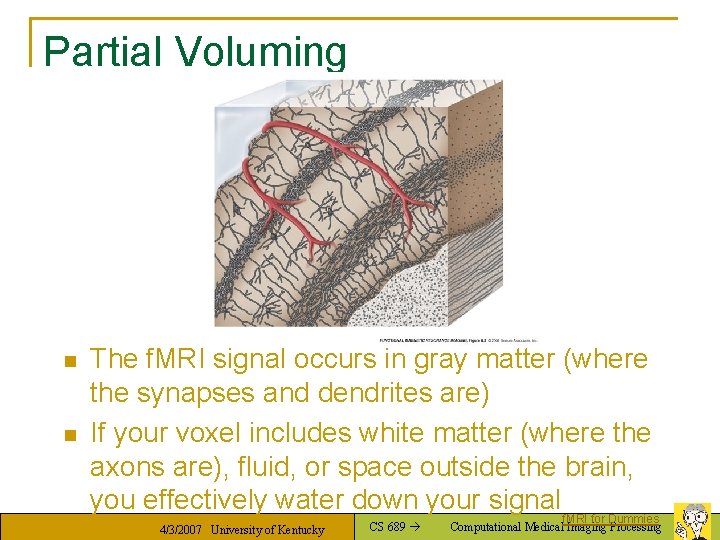 Partial Voluming n n The f. MRI signal occurs in gray matter (where the