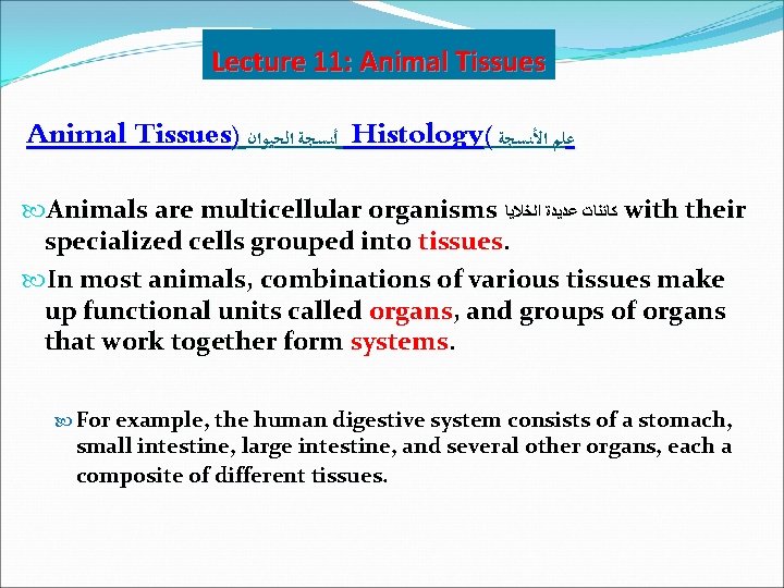 Lecture 11: Animal Tissues) ﺃﻨﺴﺠﺔ ﺍﻟﺤﻴﻮﺍﻥ Histology( ﻋﻠﻢ ﺍﻷﻨﺴﺠﺔ Animals are multicellular organisms ﻛﺎﺋﻨﺎﺕ