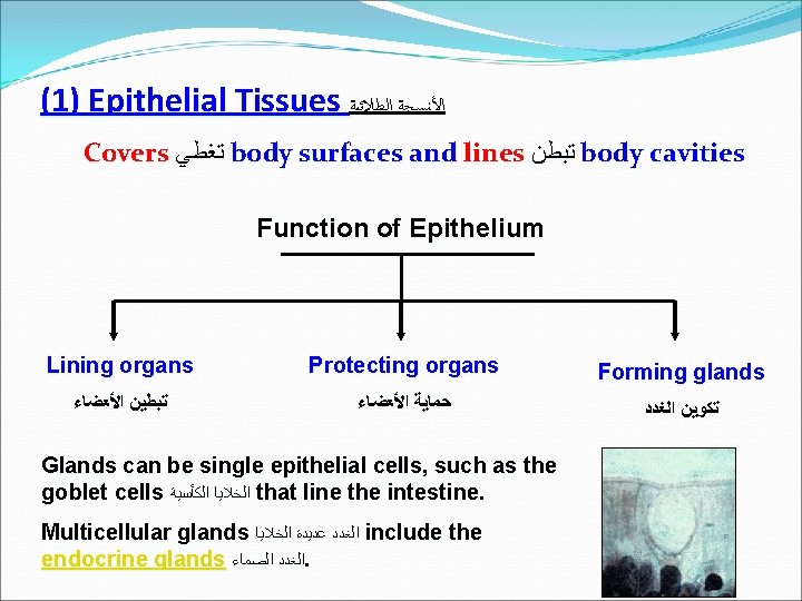(1) Epithelial Tissues ﺍﻷﻨﺴﺠﺔ ﺍﻟﻄﻼﺋﻴﺔ Covers ﺗﻐﻄﻲ body surfaces and lines ﺗﺒﻄﻦ body cavities
