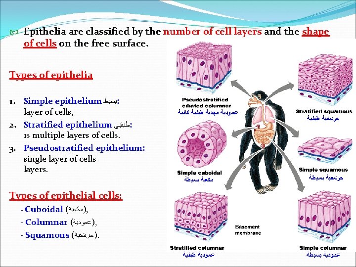  Epithelia are classified by the number of cell layers and the shape of