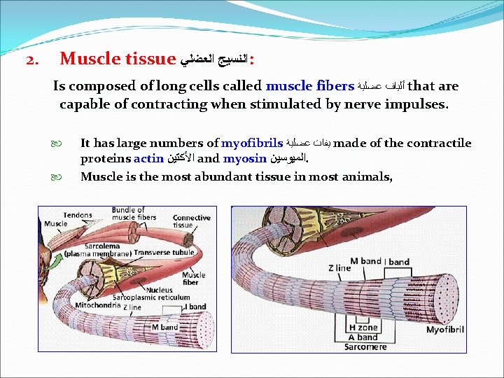 2. Muscle tissue ﺍﻟﻨﺴﻴﺞ ﺍﻟﻌﻀﻠﻲ : Is composed of long cells called muscle fibers