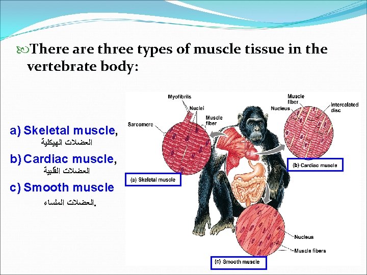  There are three types of muscle tissue in the vertebrate body: a) Skeletal