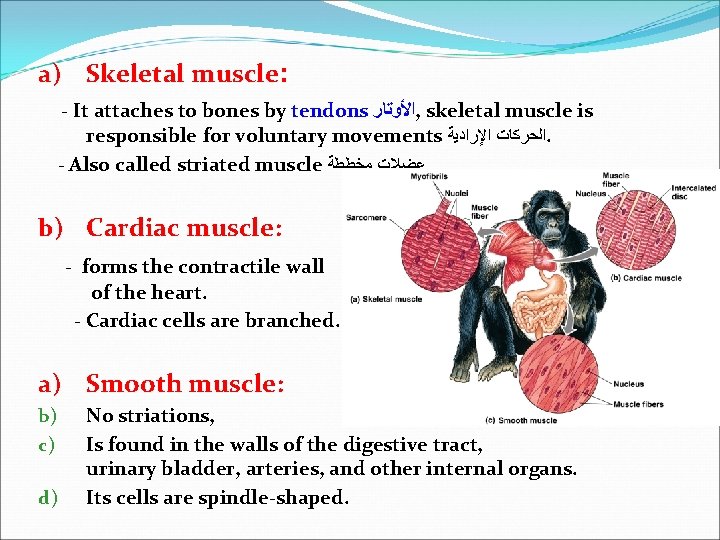 a) Skeletal muscle: - It attaches to bones by tendons ﺍﻷﻮﺗﺎﺭ , skeletal muscle