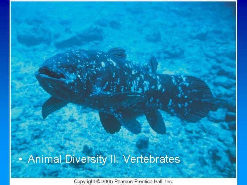  • Animal Diversity II: Vertebrates Copyright © 2005 Pearson Prentice Hall, Inc. 