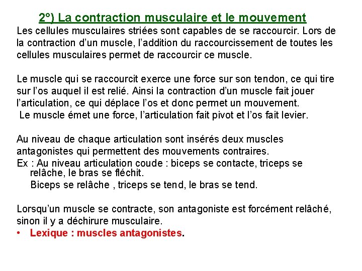  2°) La contraction musculaire et le mouvement Les cellules musculaires striées sont capables