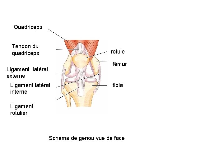 Quadriceps Tendon du quadriceps rotule Ligament latéral externe Ligament latéral interne fémur tibia Ligament