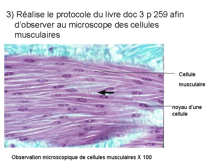 3) Réalise le protocole du livre doc 3 p 259 afin d’observer au microscope