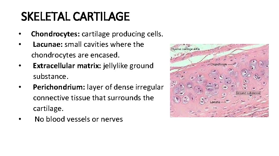 Bone Pathology Dariusz Borys Md Dboryslumc Edu Www
