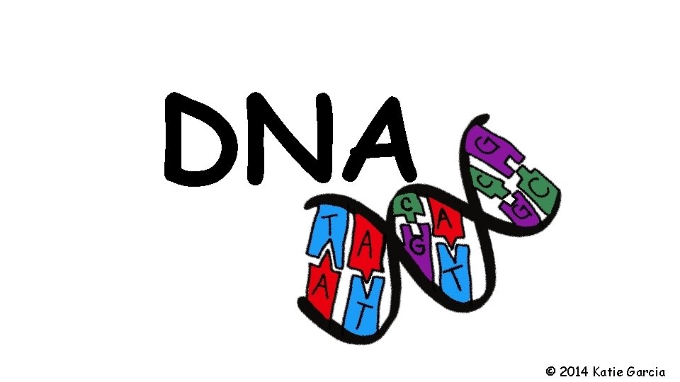 DNA © 2014 Katie Garcia 
