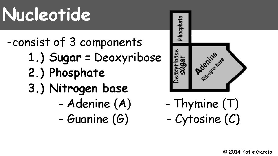 Nucleotide -consist of 3 components 1. ) Sugar = Deoxyribose 2. ) Phosphate 3.