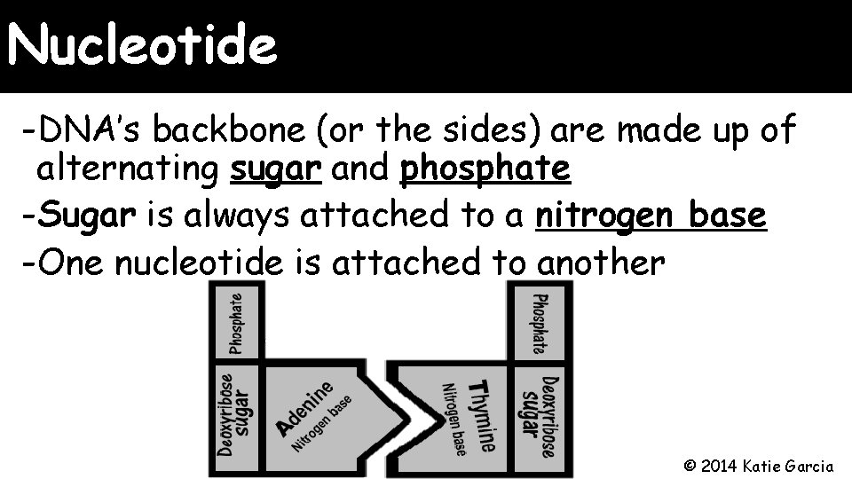Nucleotide -DNA’s backbone (or the sides) are made up of alternating sugar and phosphate Nucleotide -DNA’s backbone (or the sides) are made up of alternating sugar and phosphate