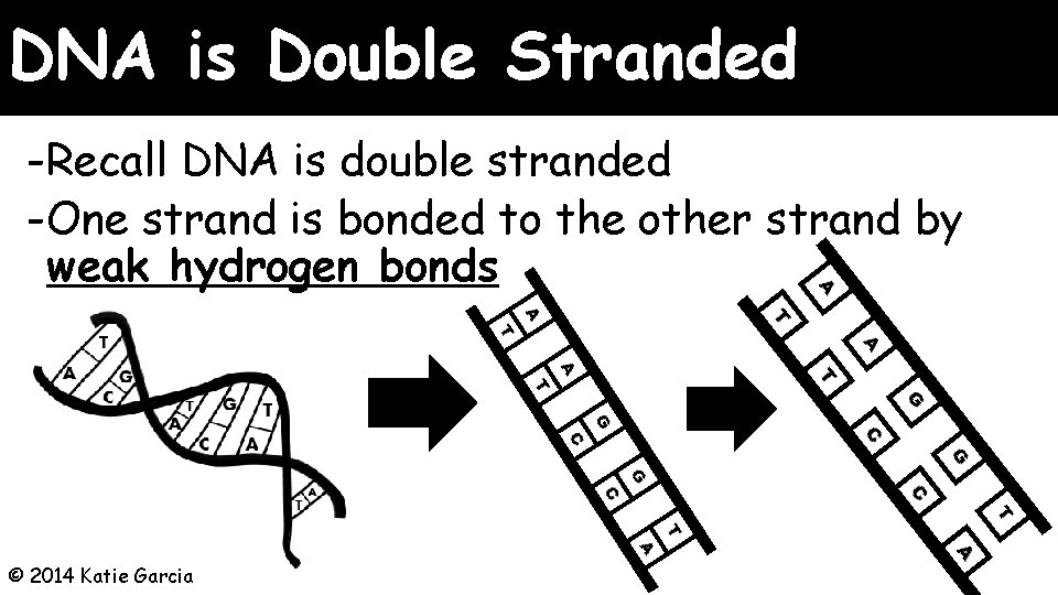 DNA is Double Stranded -Recall DNA is double stranded -One strand is bonded to