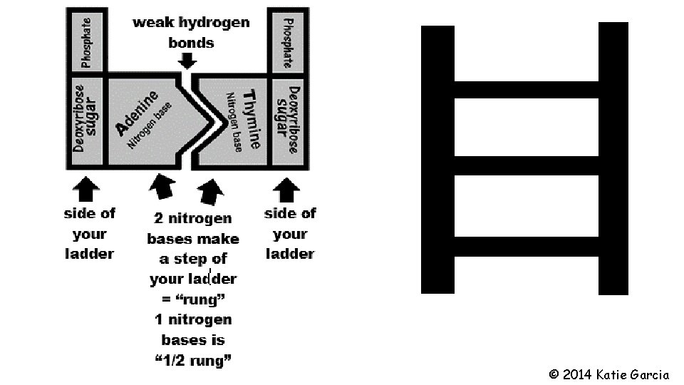 © 2014 Katie Garcia © 2014 Katie Garcia