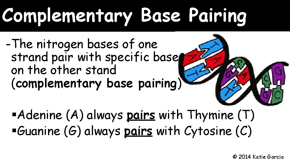Complementary Base Pairing -The nitrogen bases of one strand pair with specific bases on Complementary Base Pairing -The nitrogen bases of one strand pair with specific bases on