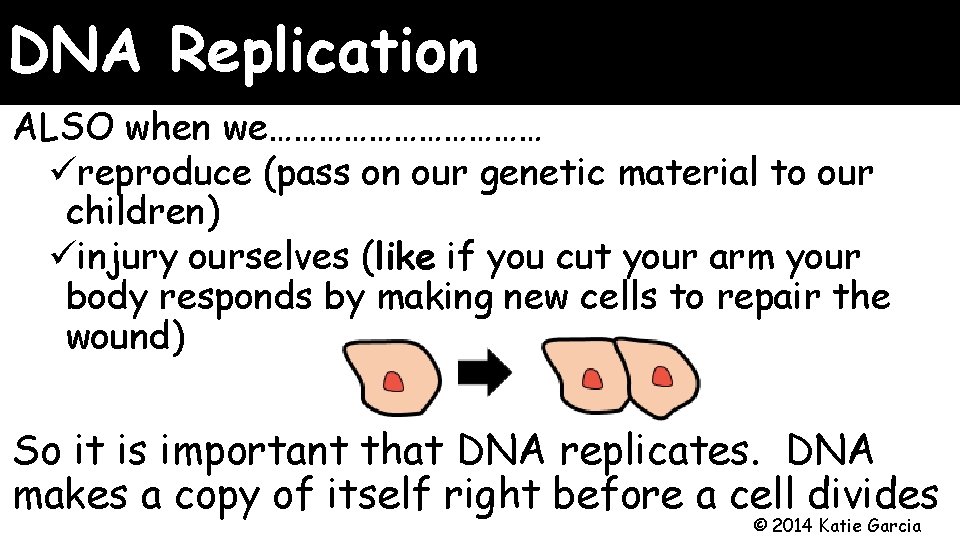 DNA Replication ALSO when we……………… üreproduce (pass on our genetic material to our children)