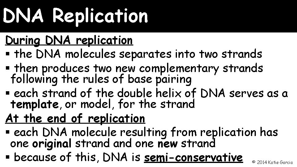 DNA Replication During DNA replication § the DNA molecules separates into two strands §