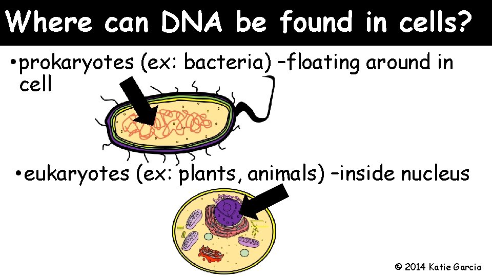 Where can DNA be found in cells? • prokaryotes (ex: bacteria) –floating around in