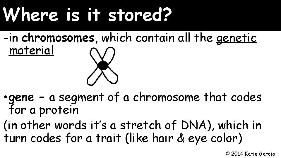 Where is it stored? -in chromosomes, which contain all the genetic material • gene