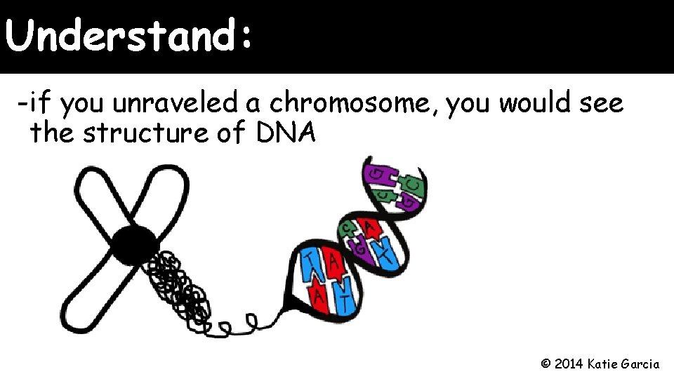 Understand: -if you unraveled a chromosome, you would see the structure of DNA © Understand: -if you unraveled a chromosome, you would see the structure of DNA ©