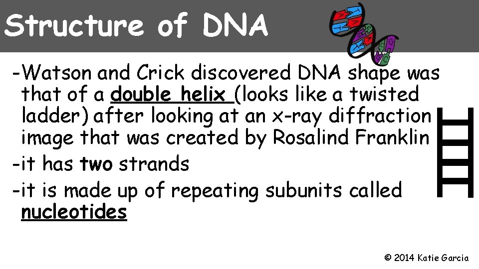 Structure of DNA -Watson and Crick discovered DNA shape was that of a double