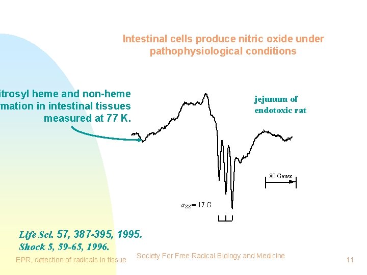 Intestinal cells produce nitric oxide under pathophysiological conditions itrosyl heme and non-heme rmation in