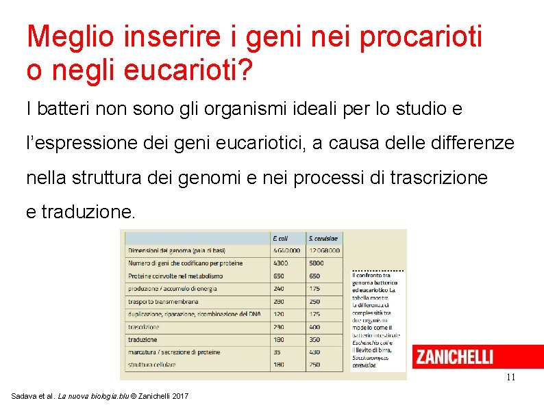 Meglio inserire i geni nei procarioti o negli eucarioti? I batteri non sono gli