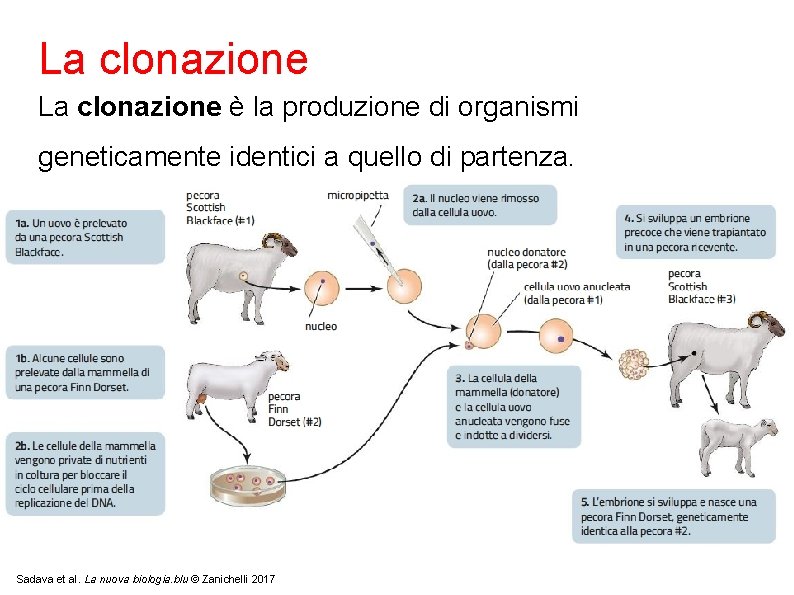 La clonazione è la produzione di organismi geneticamente identici a quello di partenza. Sadava