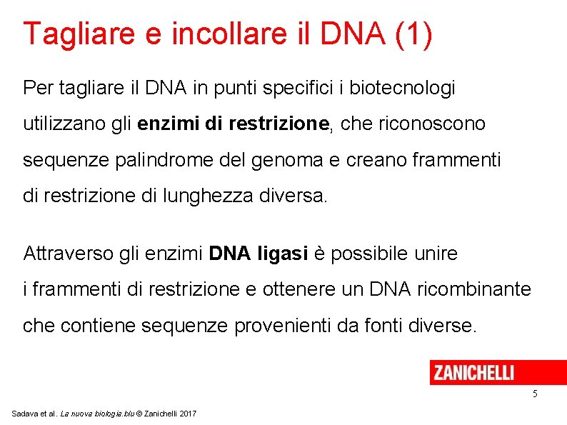 Tagliare e incollare il DNA (1) Per tagliare il DNA in punti specifici i