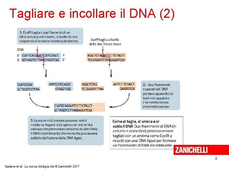 Tagliare e incollare il DNA (2) 6 Sadava et al. La nuova biologia. blu