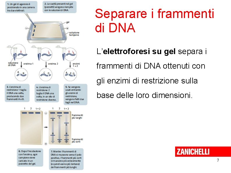 Separare i frammenti di DNA L’elettroforesi su gel separa i frammenti di DNA ottenuti