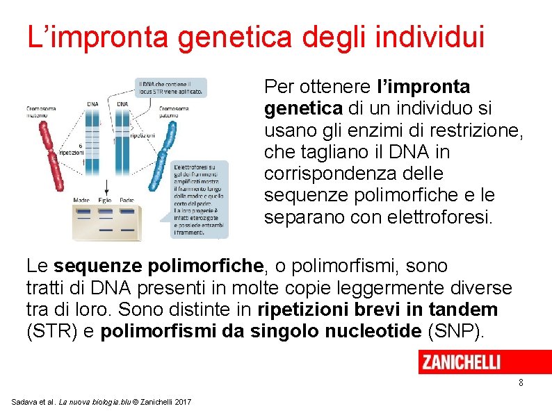 L’impronta genetica degli individui Per ottenere l’impronta genetica di un individuo si usano gli