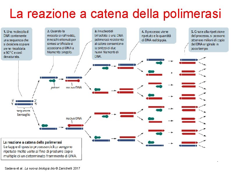 La reazione a catena della polimerasi 9 Sadava et al. La nuova biologia. blu