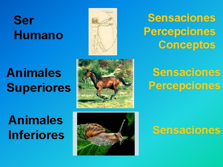 Ser Humano Sensaciones Percepciones Conceptos Animales Superiores Sensaciones Percepciones Animales Inferiores Sensaciones 