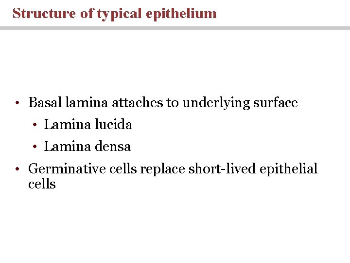 Structure of typical epithelium • Basal lamina attaches to underlying surface • Lamina lucida