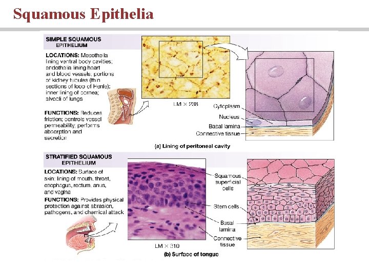 Squamous Epithelia 
