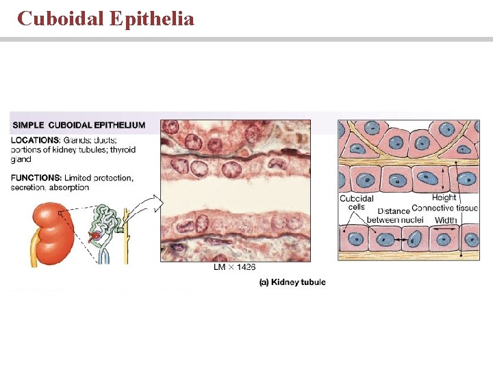 Cuboidal Epithelia 