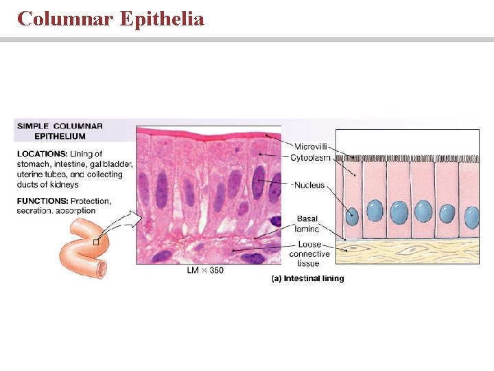 Columnar Epithelia 