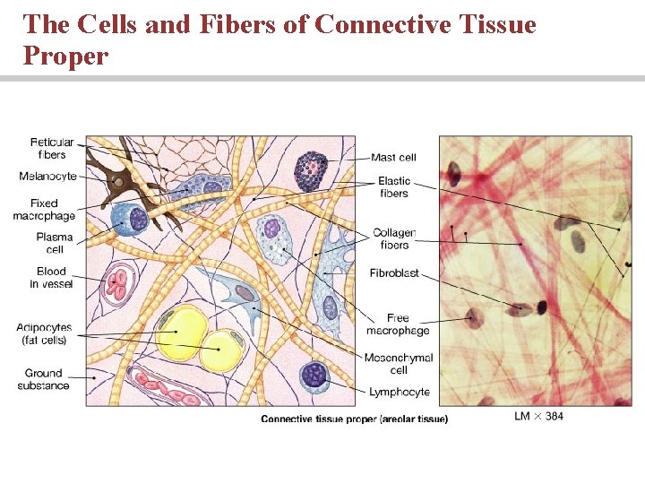 The Cells and Fibers of Connective Tissue Proper 