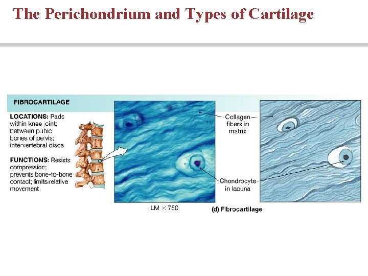 The Perichondrium and Types of Cartilage 