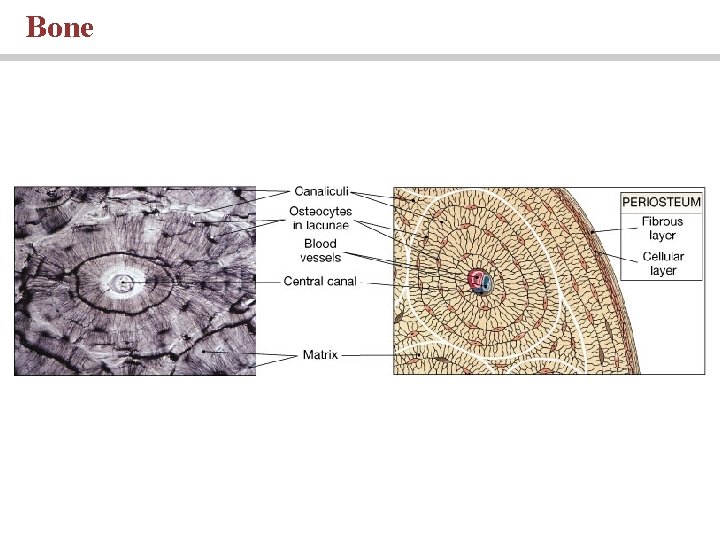 Bone 