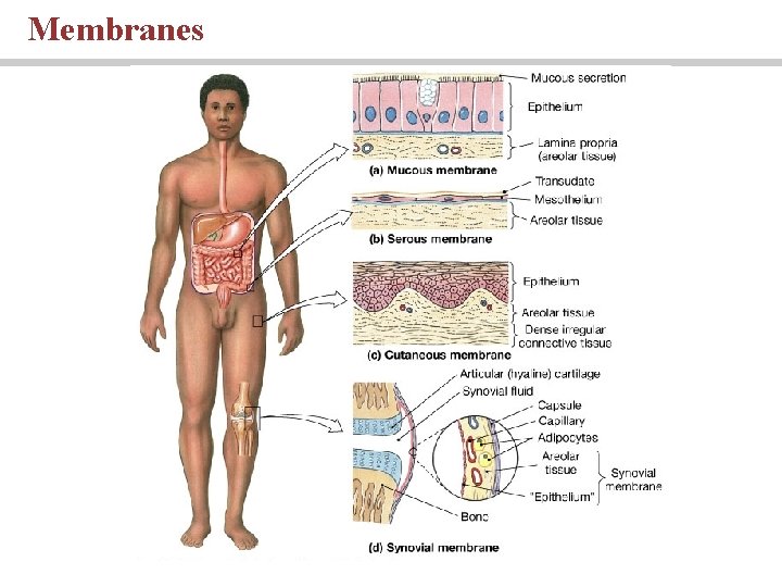 Membranes 