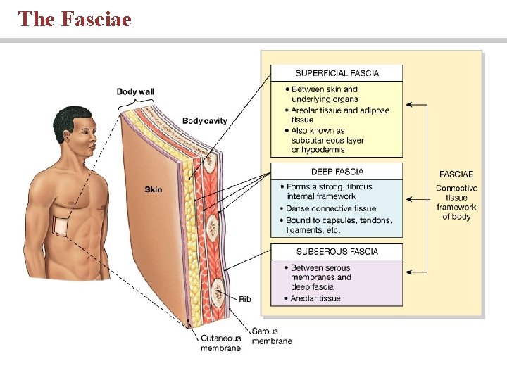 The Fasciae 