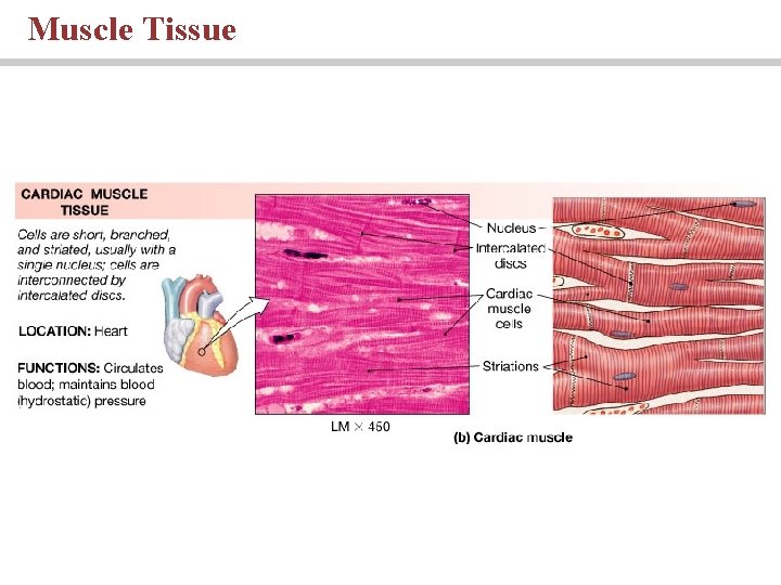 Muscle Tissue 