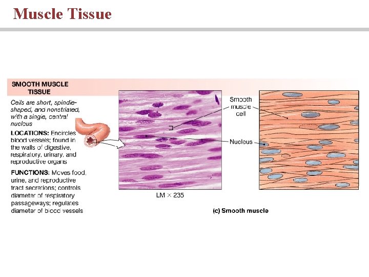Muscle Tissue 