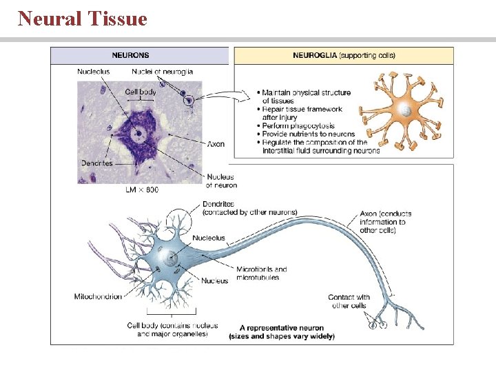 Neural Tissue 