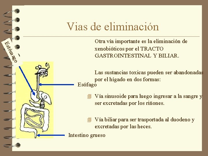 Vias de eliminación ago óm Est Otra vía importante es la eliminación de xenobióticos