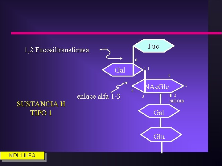 Fuc 1, 2 Fucosiltransferasa 6 Gal SUSTANCIA H TIPO 1 enlace alfa 1 -3