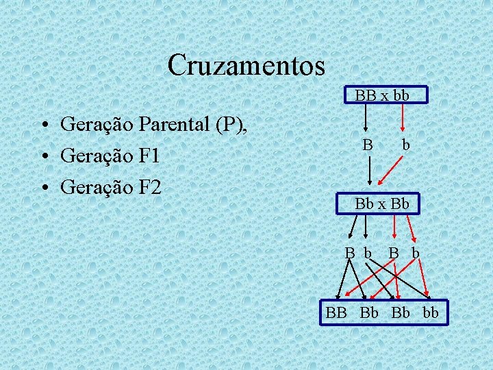 Cruzamentos BB x bb • Geração Parental (P), • Geração F 1 • Geração Cruzamentos BB x bb • Geração Parental (P), • Geração F 1 • Geração