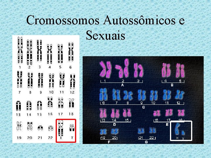 Cromossomos Autossômicos e Sexuais Cromossomos Autossômicos e Sexuais